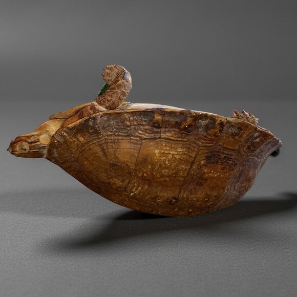 Antique taxidermy turtle - Picture 2 of 3